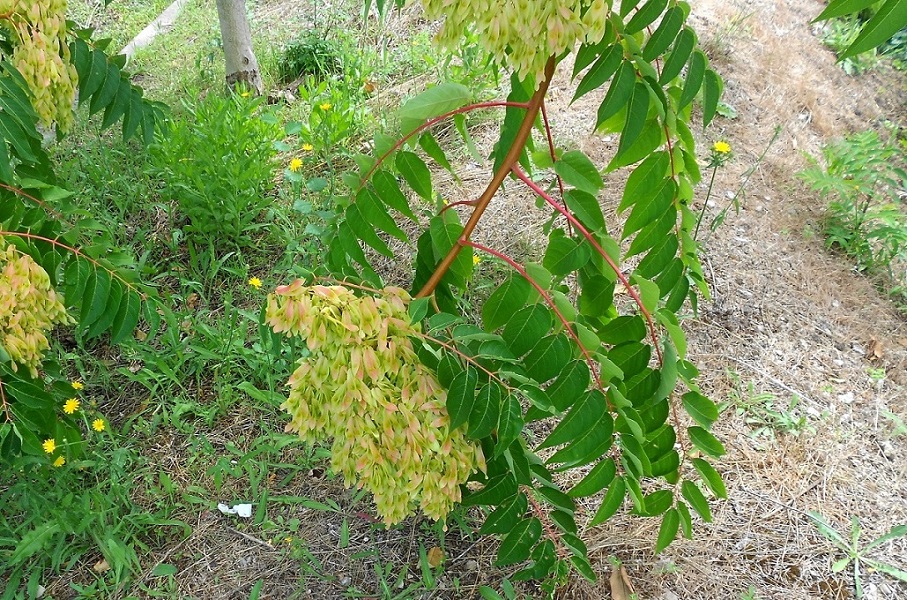 Изображение особи Ailanthus altissima.