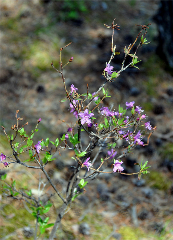 Image of Rhododendron dauricum specimen.