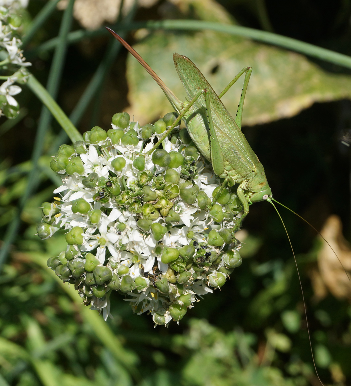 Image of Allium ramosum specimen.