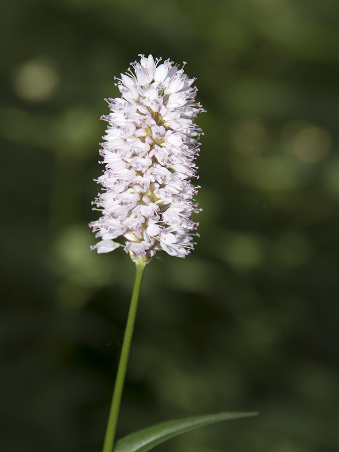 Изображение особи Bistorta officinalis.