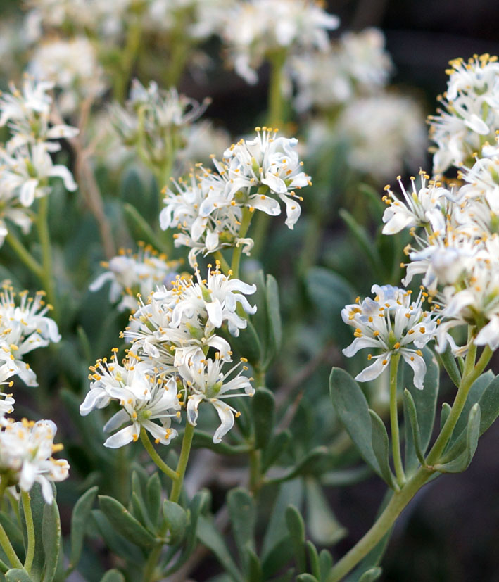 Image of Nitraria sibirica specimen.