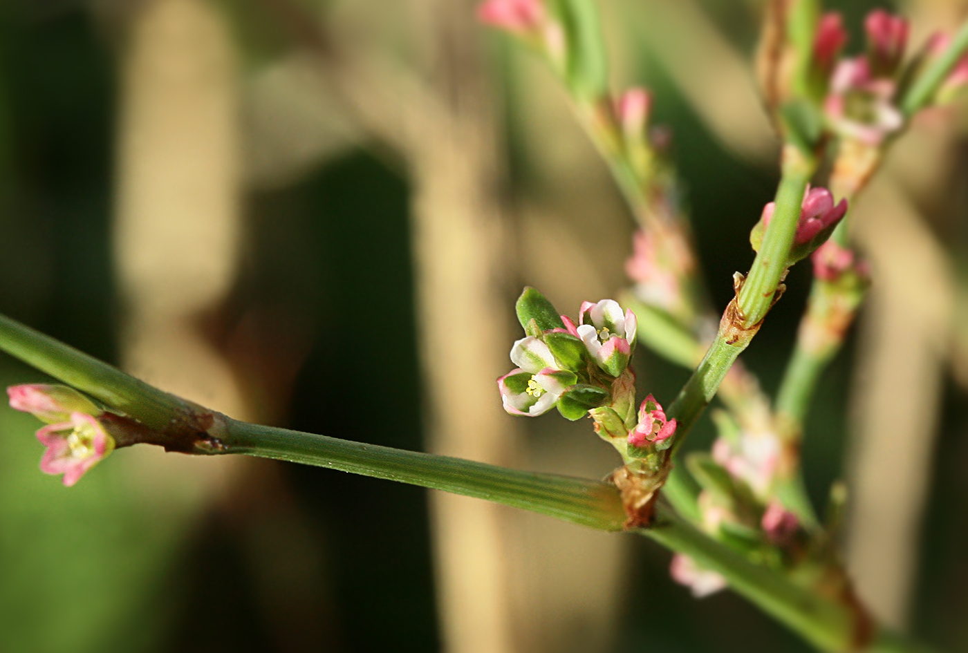 Image of Polygonum aviculare specimen.