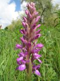 Dactylorhiza umbrosa