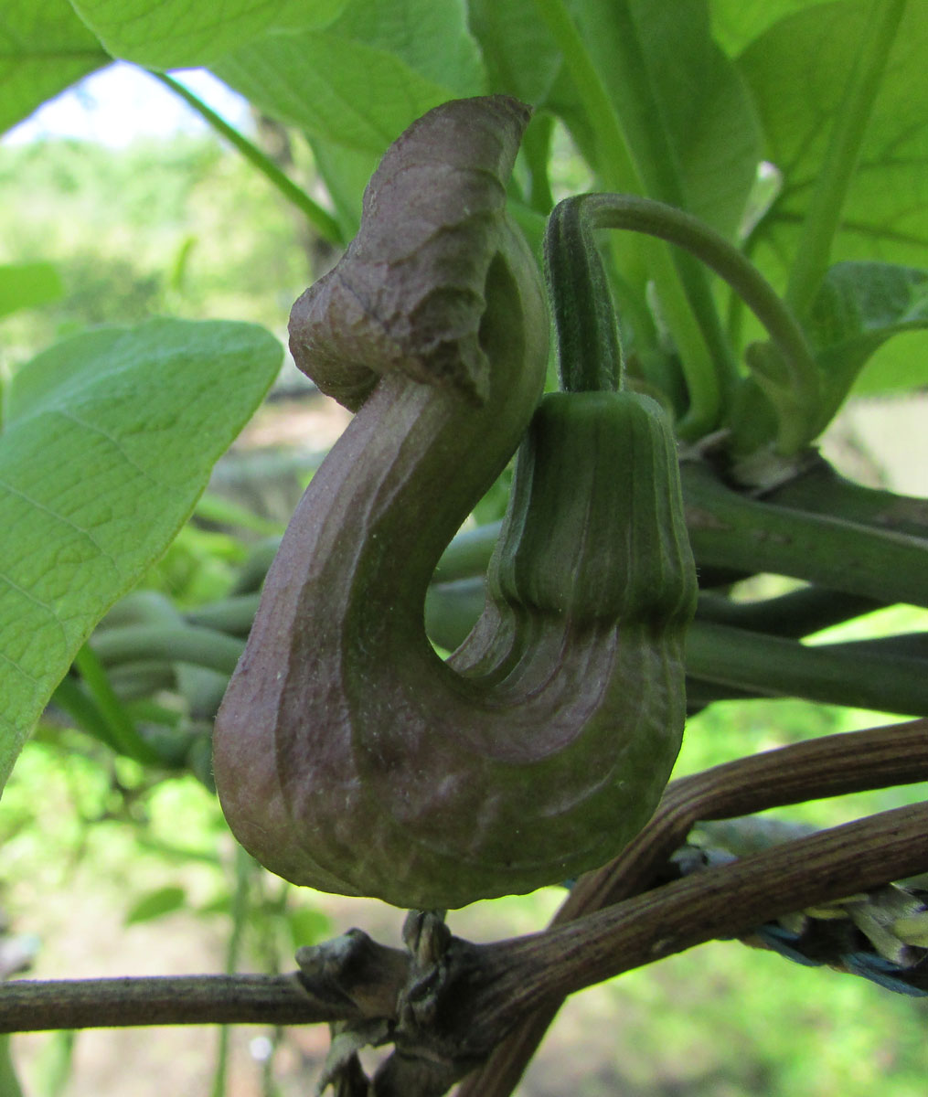 Image of Aristolochia manshuriensis specimen.