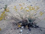 Helichrysum tenderiense. Цветущее растение на морской косе. Украина, Херсонская обл., Голопристанский р-н, Черноморский биосферный заповедник, о-в Тендровская Коса. 10 августа 2009 г.