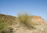 Panicum turgidum