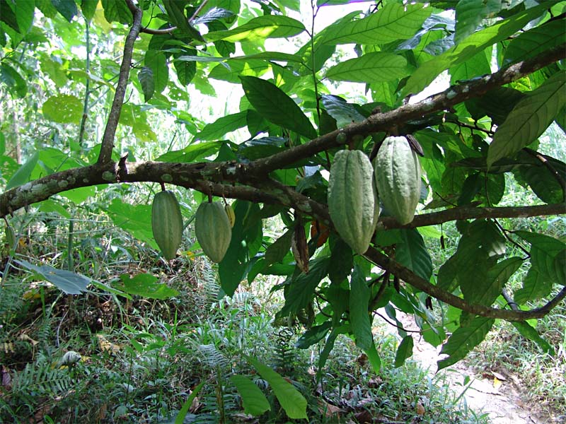 Image of Theobroma cacao specimen.