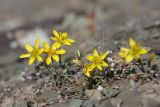 Gagea bulbifera. Цветущие растения в сообществе с Erophila verna. Южный Казахстан, Сырдарьинский Каратау, р-н перевала Куюк, ущелье Аргыбетсая - левого притока ручья Куюк. 05.03.2016.