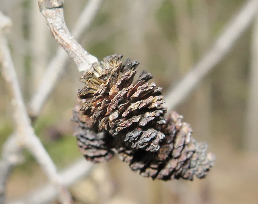 Image of Alnus hirsuta specimen.