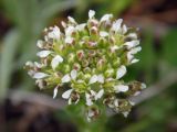 Lepidium campestre. Цветки и бутоны. Республика Адыгея, г. Майкоп, восточная окраина города, на лугу. 12.04.2016.