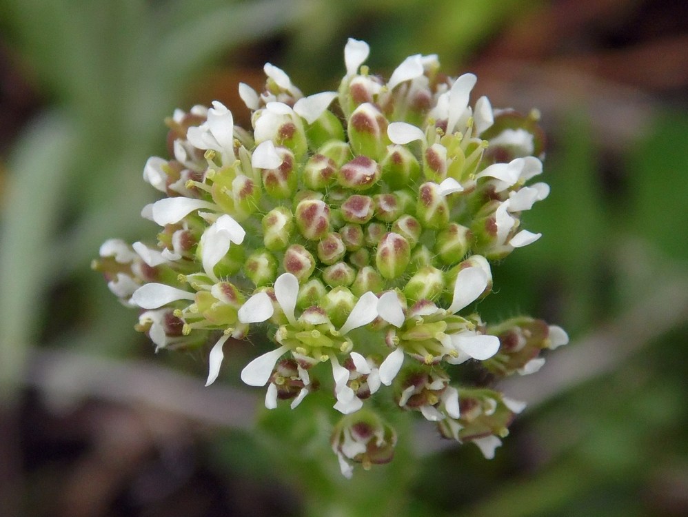 Изображение особи Lepidium campestre.