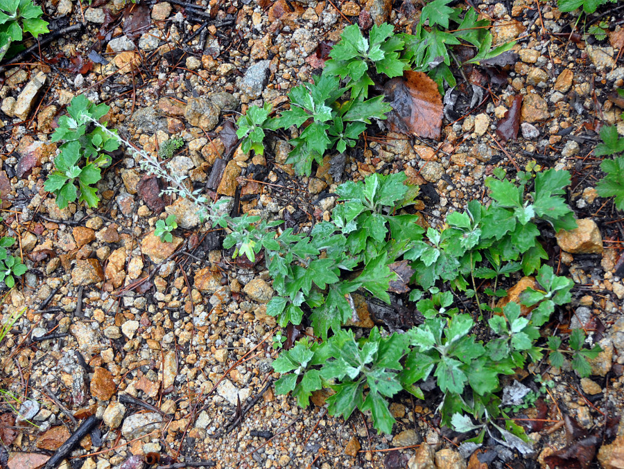 Image of Artemisia saitoana specimen.
