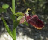 Ophrys mammosa. Цветок. Крым, окр. с. Терновка, редколесье из дуба и можжевельника колючего. 2 мая 2016 г.