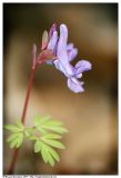 Corydalis solida. Верхняя часть побега цветущего растения. Республика Татарстан, г. Казань, памятник природы \"Карьерный овраг\", 9 мая 2007 г.
