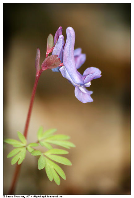 Image of Corydalis solida specimen.