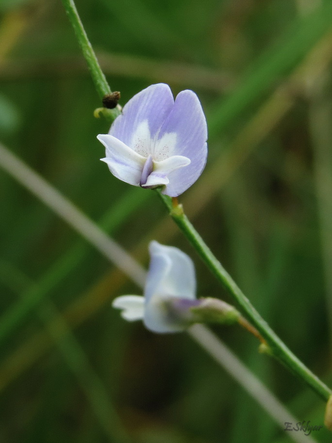 Image of Astragalus austriacus specimen.