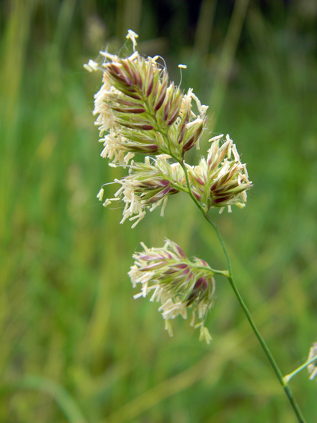 Изображение особи Dactylis glomerata.