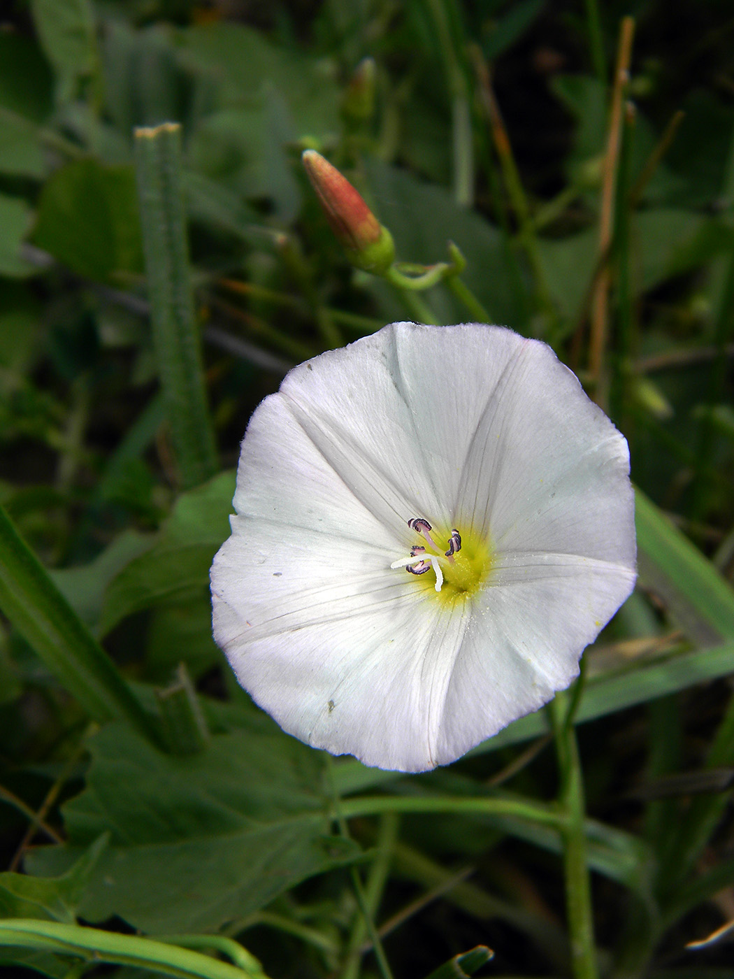 Image of Convolvulus arvensis specimen.