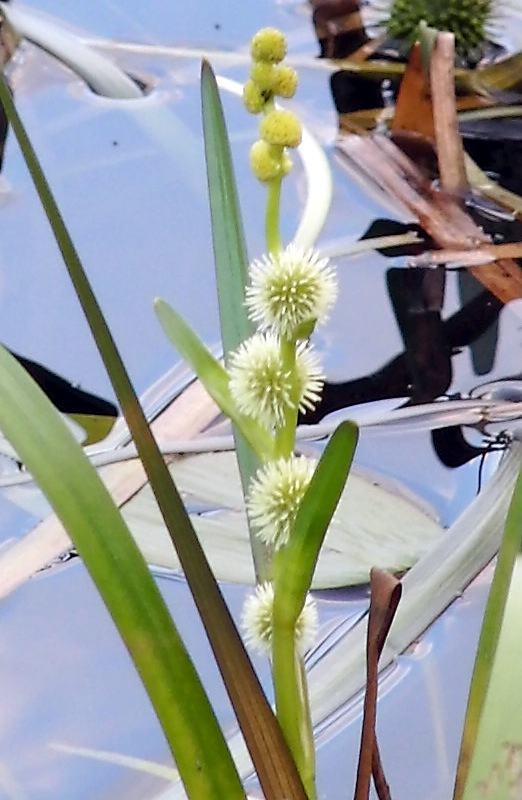 Image of Sparganium emersum specimen.