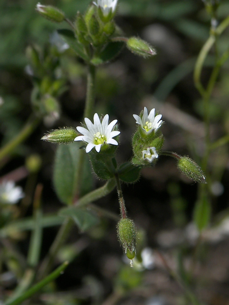 Изображение особи Cerastium glutinosum.