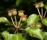Pyrus pyraster. Листья и формирующиеся плоды (вид сбоку). Московская обл., Раменский р-н, окр. ж.-д. платформы Хрипань, смешанный лес у ЛЭП. 13.06.2016.