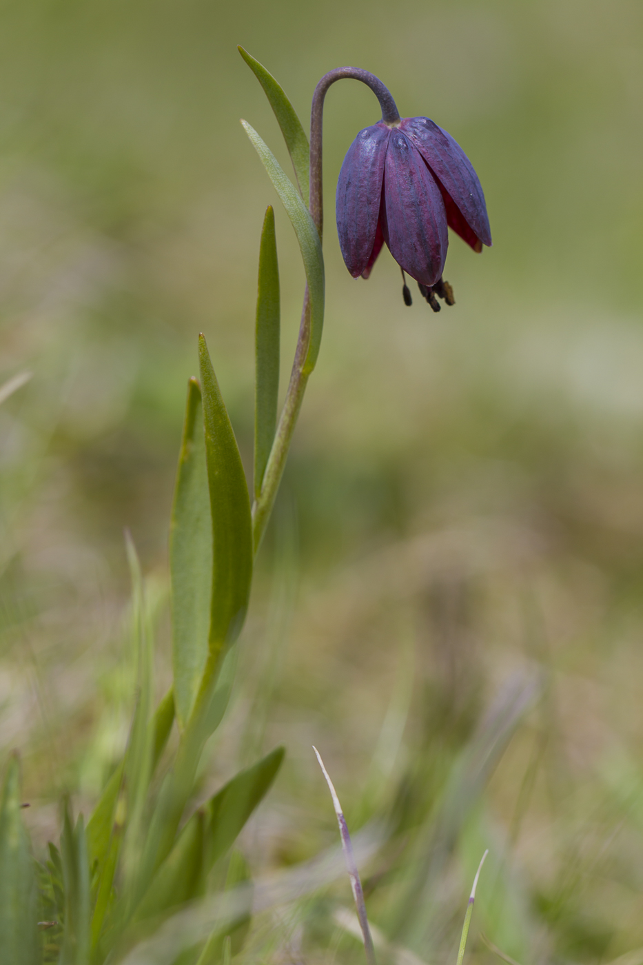 Image of genus Fritillaria specimen.