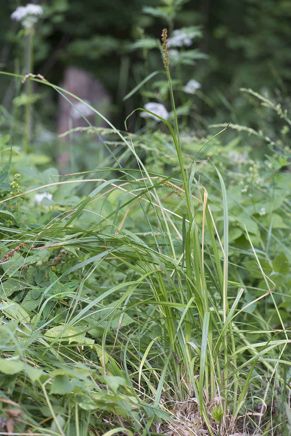 Image of Carex vulpina specimen.