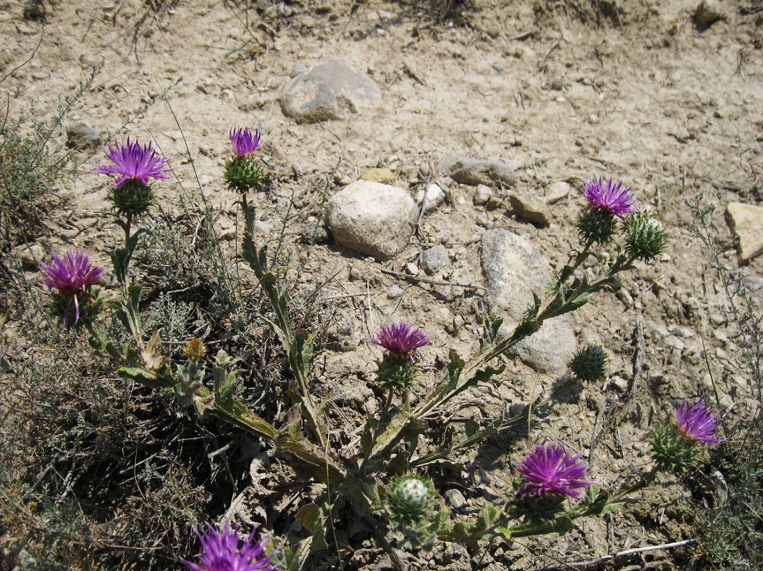 Image of Cousinia purpurea specimen.