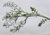 Rorippa palustris