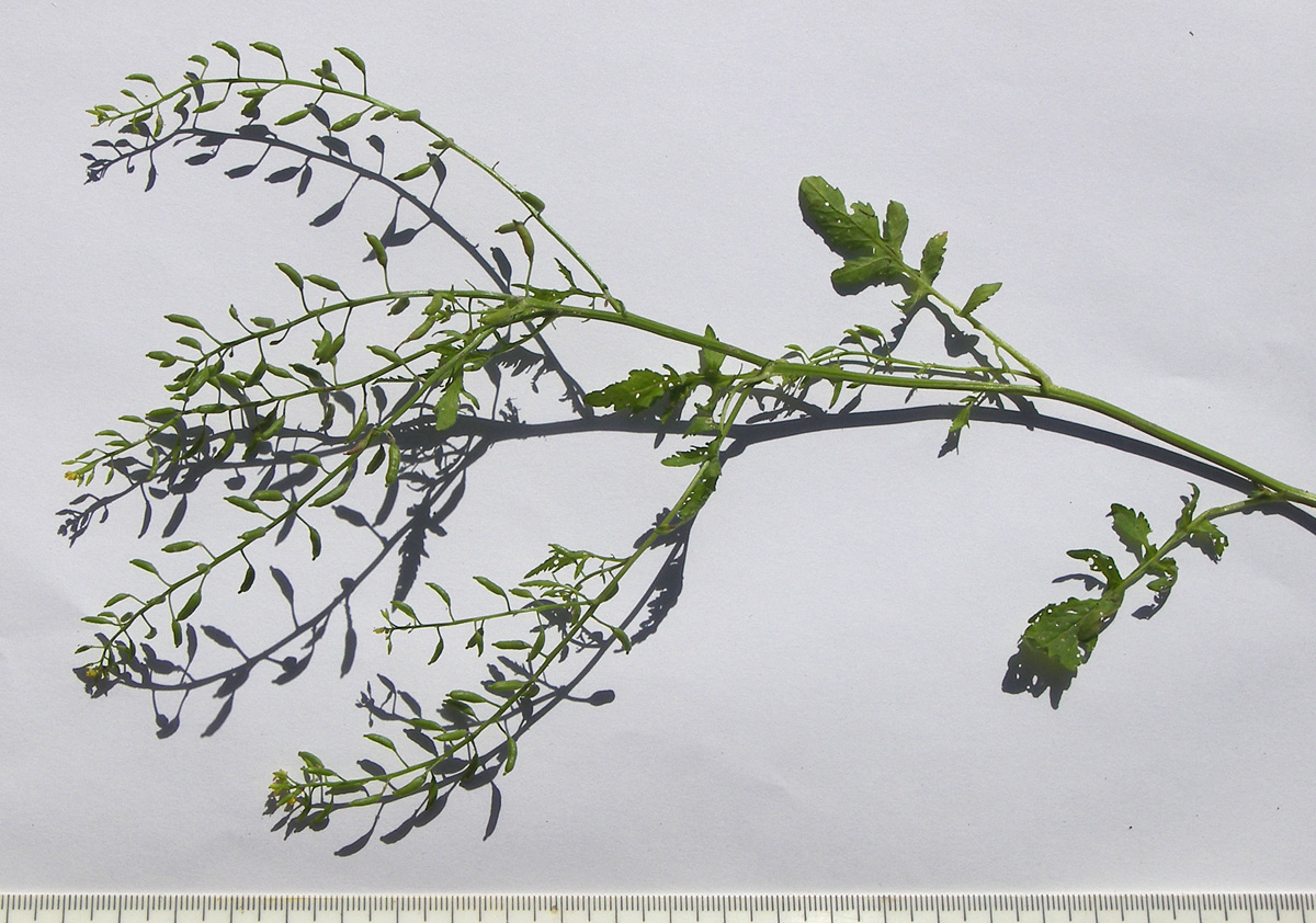 Image of Rorippa palustris specimen.