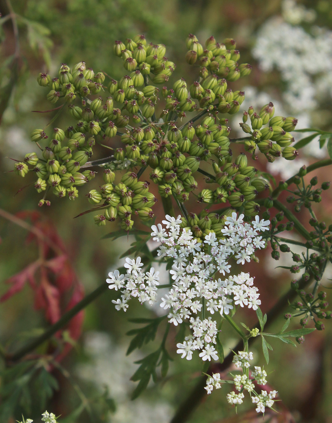 Изображение особи Aethusa cynapium.