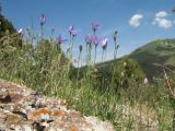 Campanula alberti