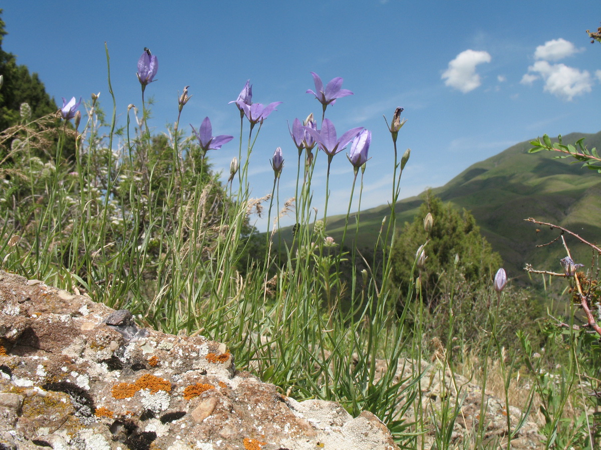 Image of Campanula alberti specimen.