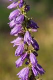 Campanula bononiensis. Часть соцветия. Татарстан, Новошешминский р-н, остепненный луг на увале в окр. села Татарское Утяшкино. 4 июля 2016 г.