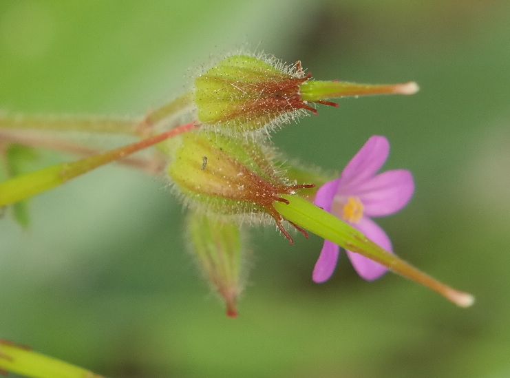 Image of Geranium purpureum specimen.