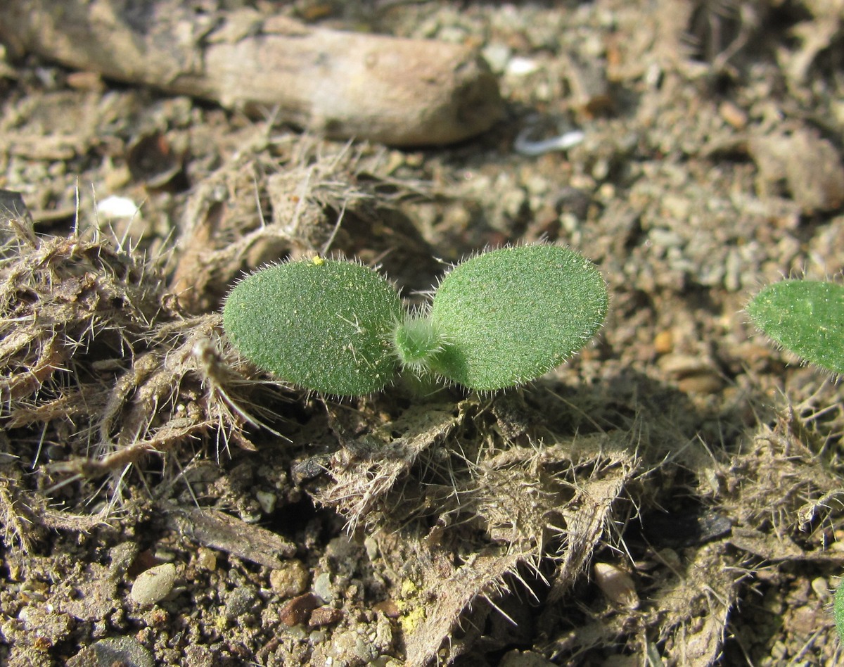 Image of Echium vulgare specimen.