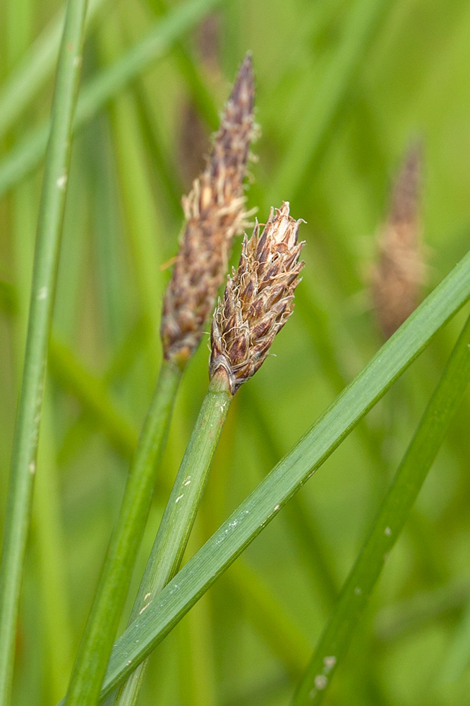 Изображение особи Eleocharis palustris.