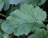 Erodium malacoides
