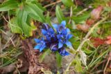 Gentiana septemfida