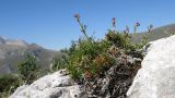 Asperula abchasica