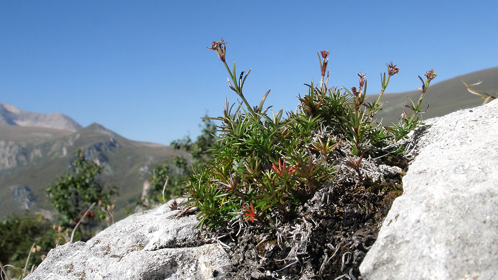 Image of Asperula abchasica specimen.