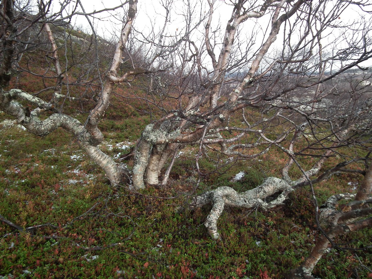 Image of genus Betula specimen.