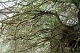 Parkinsonia aculeata. Часть кроны старого дерева. Израиль, Шарон, г. Тель-Авив, ботанический сад \"Сад кактусов\", у северной ограды сада. 02.05.2016.