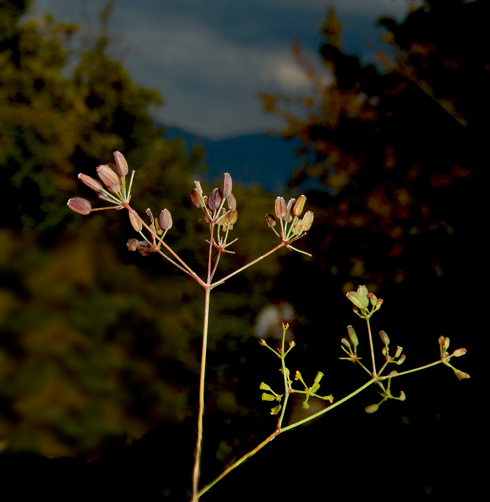 Изображение особи Bupleurum woronowii.