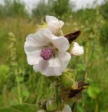 Althaea officinalis