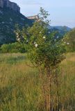 Rosa canina