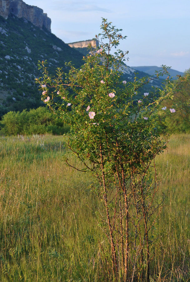 Изображение особи Rosa canina.