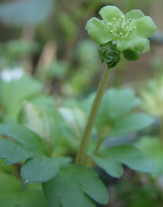 Image of Adoxa moschatellina specimen.