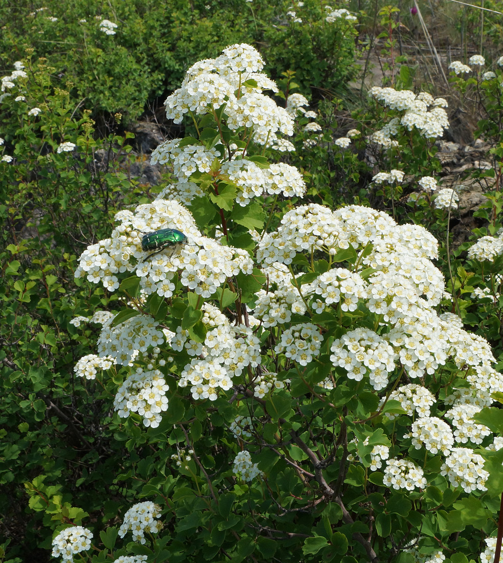 Изображение особи Spiraea trilobata.