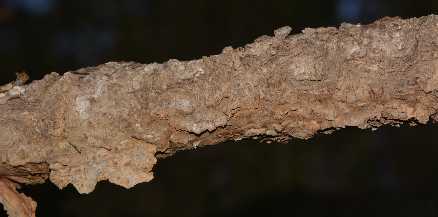 Image of Araucaria angustifolia specimen.